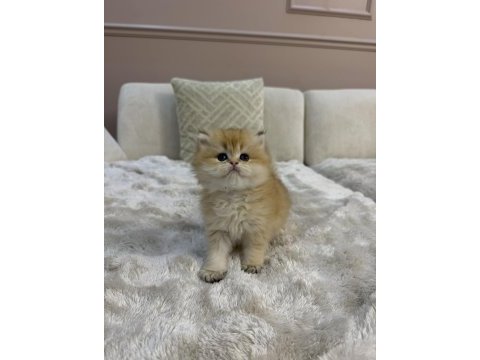 Ny11 yavru british longhair