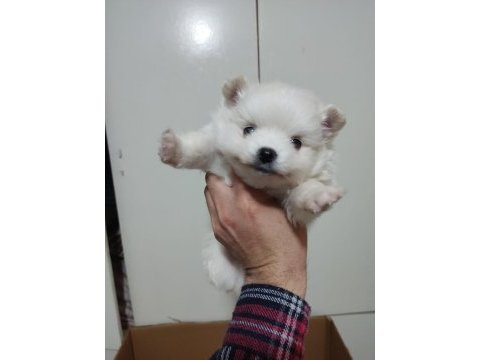 Pomeranian spitz yavrular