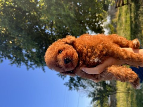 Orjinal minyatür toy poodle yavrular 