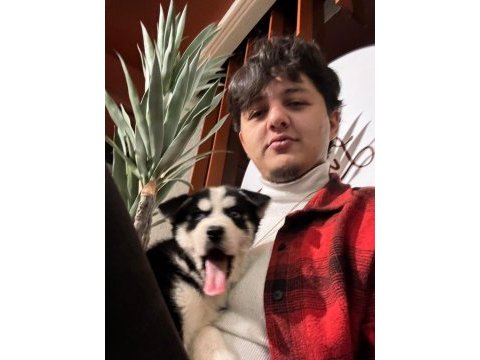 Çok sağlıklı 2 aylık civarı tasma ve 2 çanta hediye husky