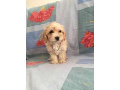 Maltipoo yavrular orijinal ev doğumlu