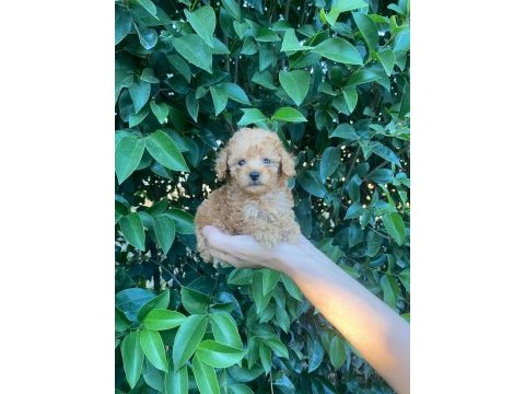Teackup poodle fincan içi