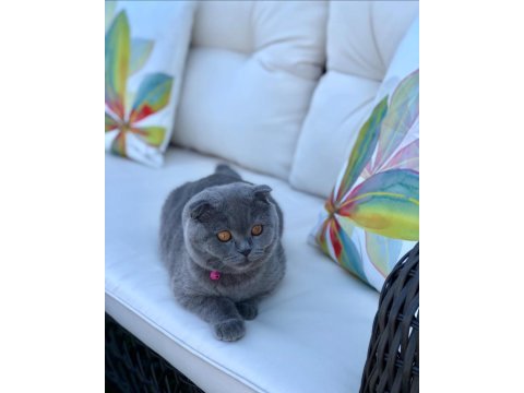 A62 sıfır kulak teddy surat 4 aylık orjınal scottish fold