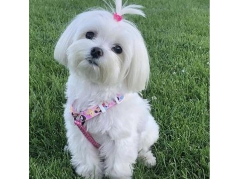 Maltese yavruları