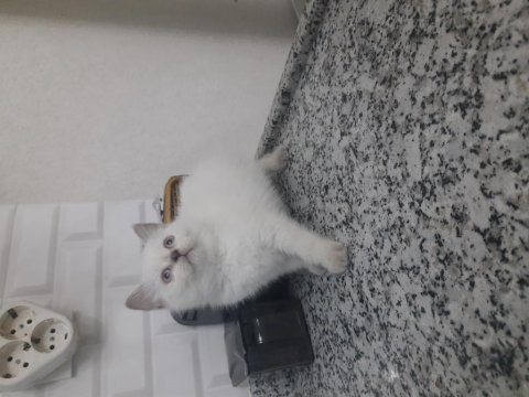 3 british shorthair yavrumuz yeni yuvasına gitmeye hazır