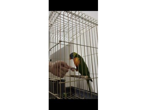 Mecburi satın lori papağanı
