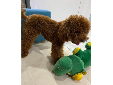 Korea kan erkek red brown şecereli poodle yetişkin erkek