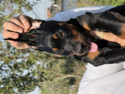 New diablo sonya puppy