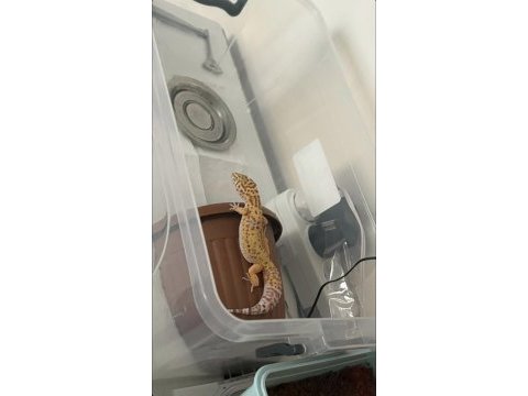 Leopard gecko 10 aylık dişi
