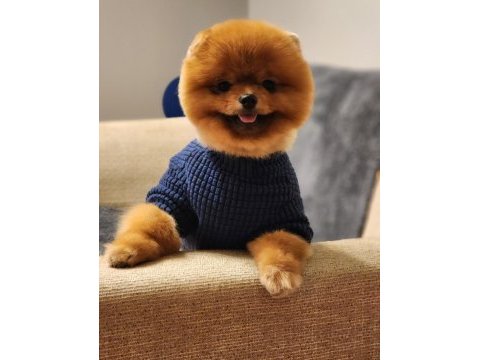 1 yaşında efsane ötesi erkek teddy bear surat pomeranian