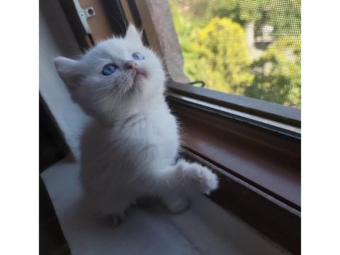 British shorthair ırk garantili baba şecereli yavrular