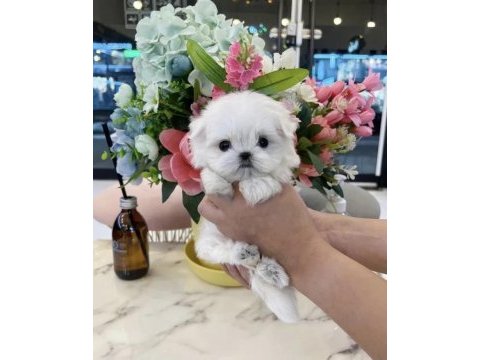 En guzel morkie bebekler
