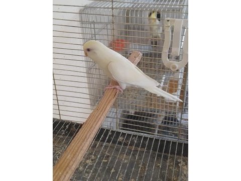 5 aylık kusursuz cremio renk dişi muhabbet kuşu