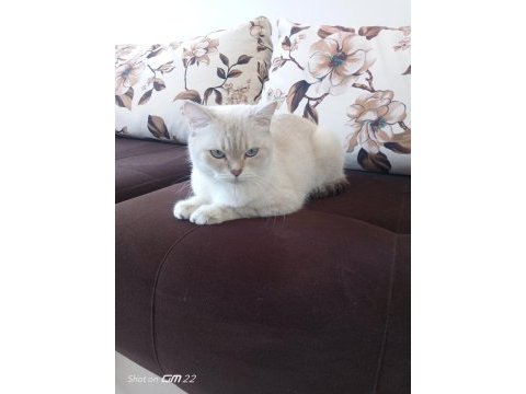 British shorthair (ücretsiz)