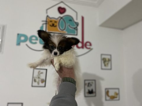 Petmode köpek çiftliğinden  tea cup papillon yavrumuz