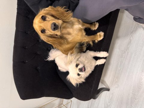 İngiliz cocker köpeğimiz