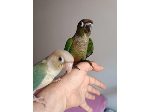 El besleme oyuncu konur papağanı bebekler