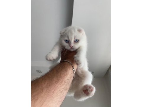 8 mart doğumlu pamuk prenses scottish fold