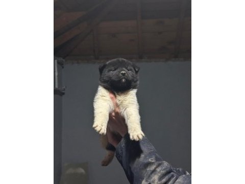 Amerikan akita köpeği