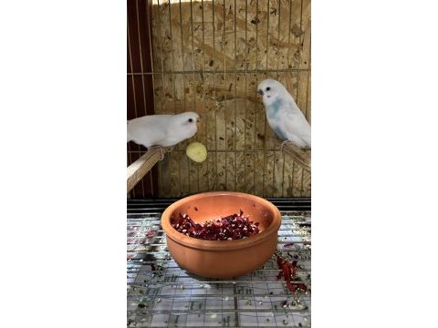 Her bütçeye uygun muhabbet kuşu çiftler