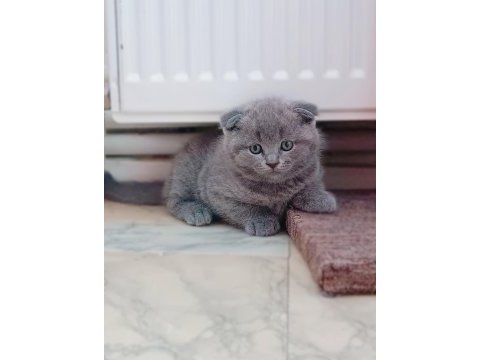 Yavru scottish fold sevimli kediler