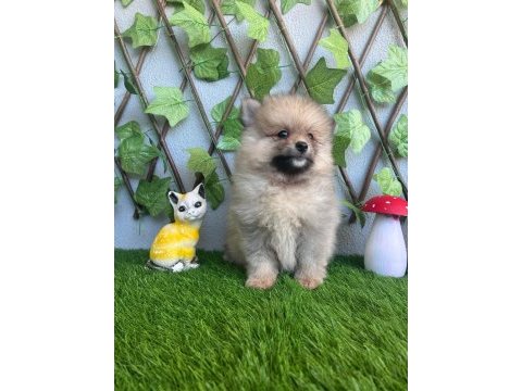 Pomeranian yavrularımız