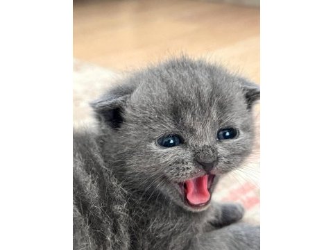 Safkan scottish fold yavrum yeni yuvasını arıyor
