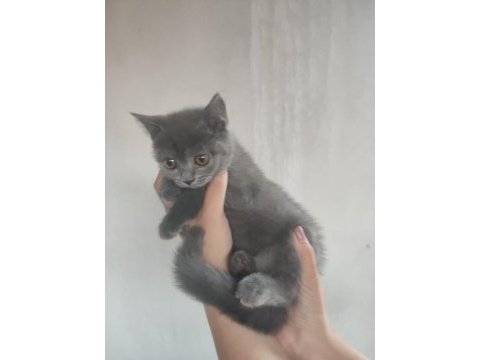 British shorthair yavrular uygun