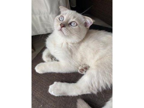 Silver scottish fold