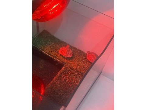 Sağlıklı erkek ve dişi su kaplumbağaları