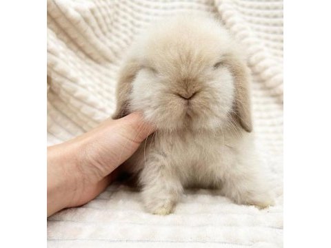 Hollanda lop ve teddy lop tavşanlar
