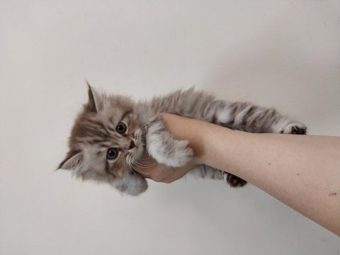 British longhair yavrularımız