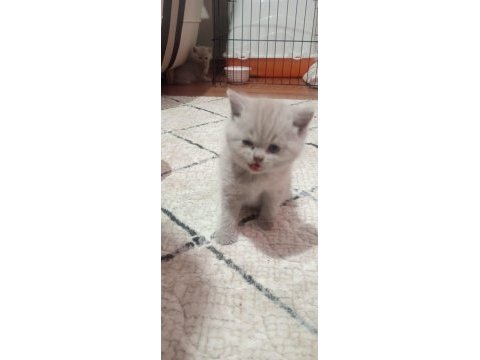 Lilac british shorthair bebekler