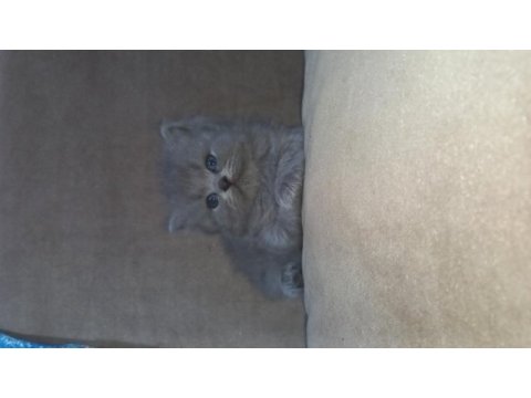 British longhair yavru