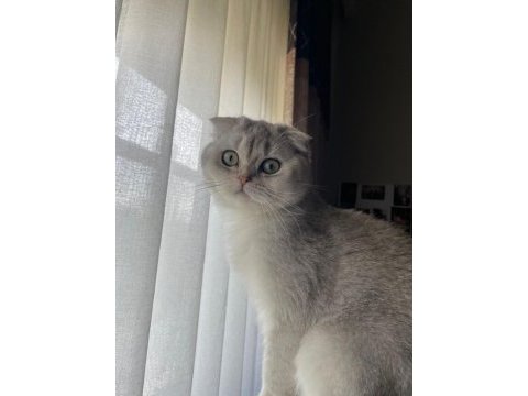 Biblo gibi scottish fold kızımız