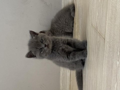 Gri renk british shorthair dişi