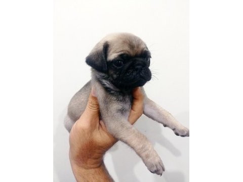 Pug mops yavrularımız