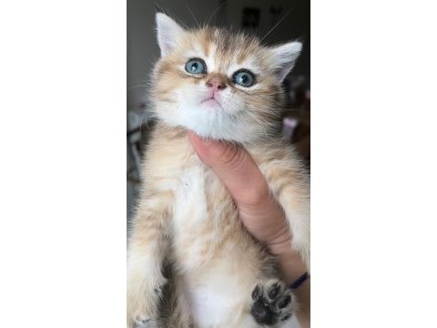 Teslime hazır dişi golden bebek kedimiz