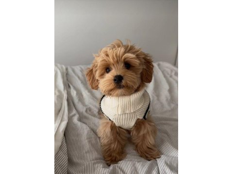 Kore maltipoo köpeklerimiz