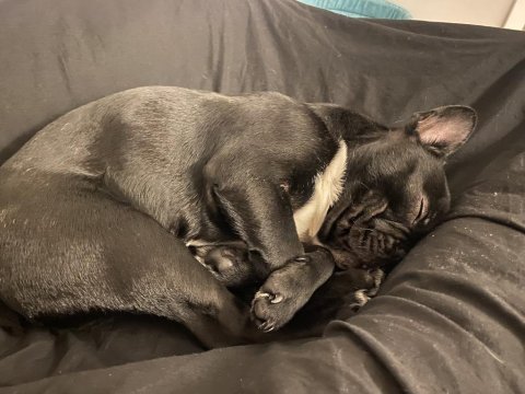 French bulldog 6 aylık erkek