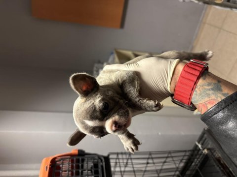 Orjinal egzotik french bulldog bebekler