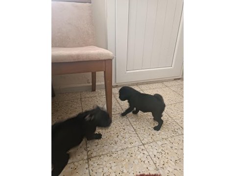 Siyah pug 2 erkek yavrular