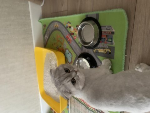 4-5 aylık eğitimli scottish fold kırık kulak