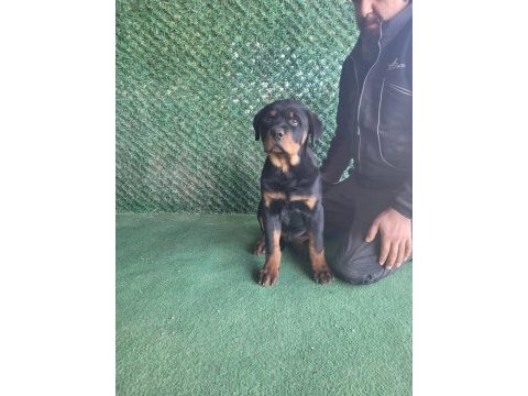 Fcı şecereli rottweiler