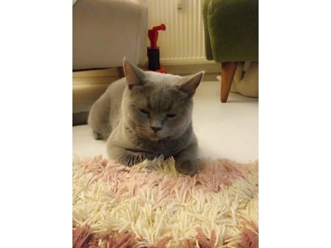 Saf ırk british shorthair 6 aylık