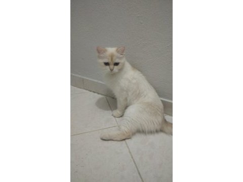 Takip şartıyla ücretsiz sahiplendireceğim british shorthair