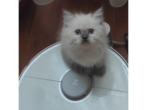 British longhair 2 aylık yavrular
