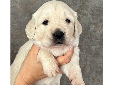 Golden retriever yavruları
