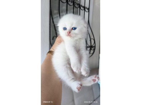 Podyum güzelleri sahnede pamuk kedilerimiz