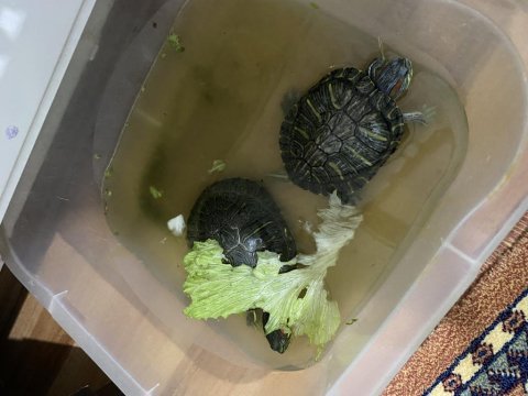 Kırmızı yanaklı tatlı su kaplumbağası